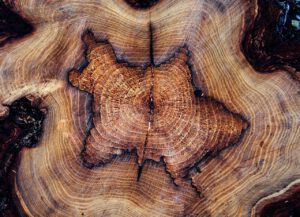 tree-trunk-4890429_1280